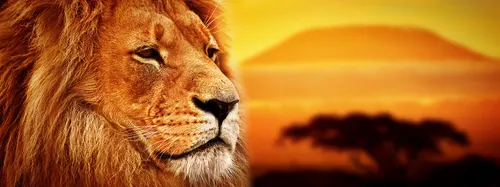 A lion in profile against a savanna sunset, watching the horizon.